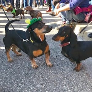 Dachshund Munich